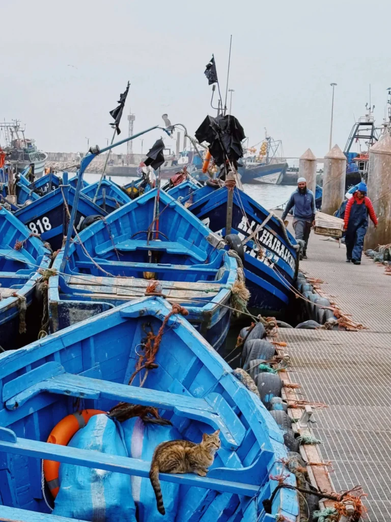 Fishing boats docked at Essaouira’s port, with a cat lounging on one of the boats a typical scene in this coastal town.
